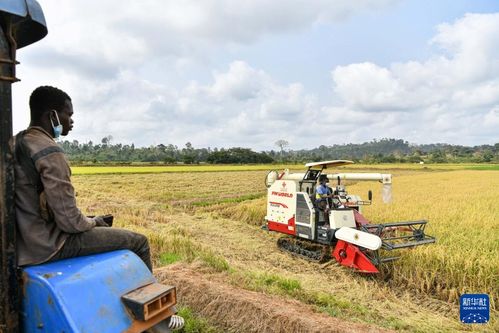 中國水稻技術惠及科特迪瓦民眾