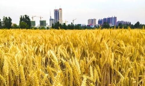 建行棗莊分行 以‘裕農通’業(yè)務為支點，奏響鄉(xiāng)村振興金色樂章