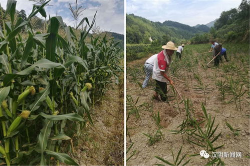 產業(yè)引領致富路 農業(yè)煥發(fā)新活力