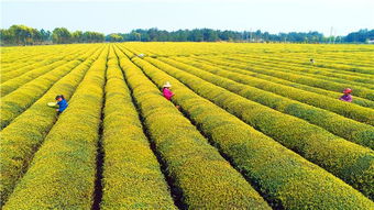 春分時節(jié)農管忙