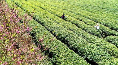 農旅融合賦能鄉(xiāng)村振興 探索畜產品購銷貿易新路徑