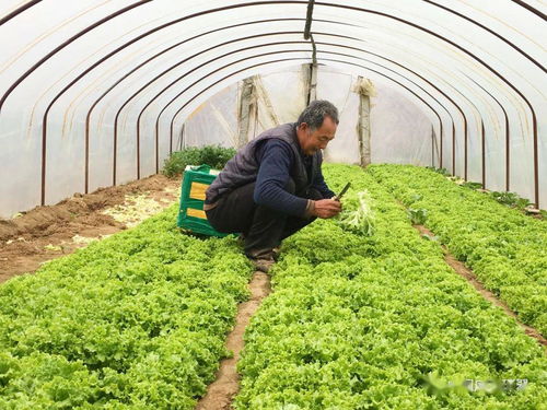 產(chǎn)銷對接顯成效 30噸滯銷蔬菜成功售出，畜產(chǎn)品購銷貿(mào)易同步拓展