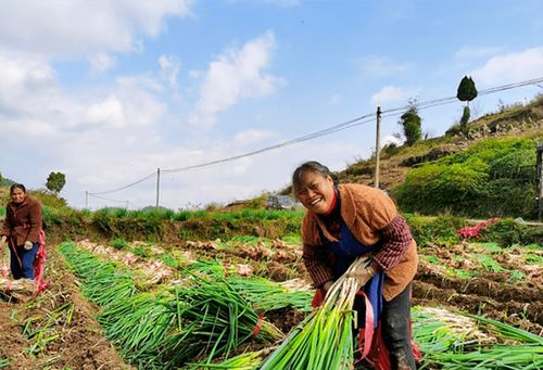 蔥郁龍坪，綠意滿“林”助農(nóng)增收